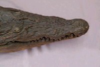 Saltwater crocodile Collection Image, Figure 3, Total 13 Figures